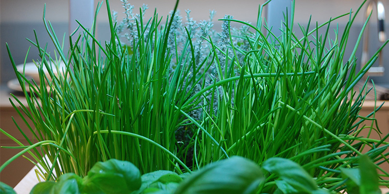Mit Schnittlauch und Basilikum bepflanztes greenUnit Zimmergewächshaus für urban gardener